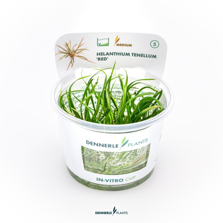 Dennerle Helanthium tenellum Red In-Vitro - imagine 5